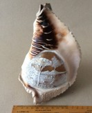 Cameo carved conch shell lamp shade.