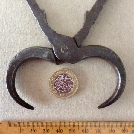 Detail: Antique 19th Century steel scissor action Sugar cutters. 